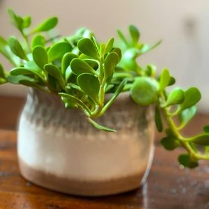 Decorative ombré painted glazed stoneware planter pot